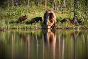 Sustainability in Klamath Falls: Protecting Wildlife and Natural Habitats